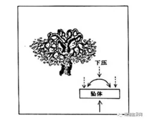 盆景收顶技法图片