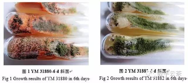 實力打臉普洱茶發酵過程中外源接種黃麴黴產毒研究