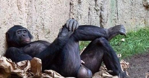 猿族崛起3上映后网红黑猩猩活了二十多年全靠每天抽两包烟