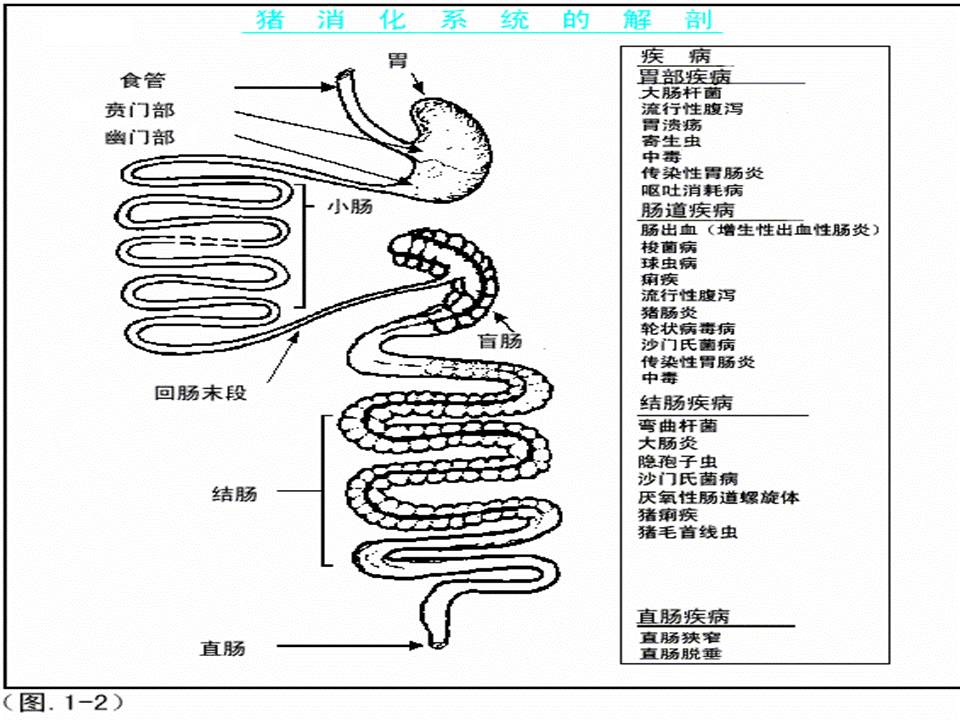 猪大肠结构示意图图片