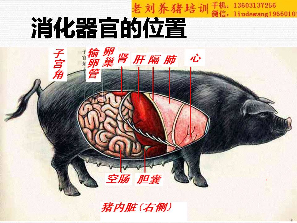 猪的消化系统组成图图片