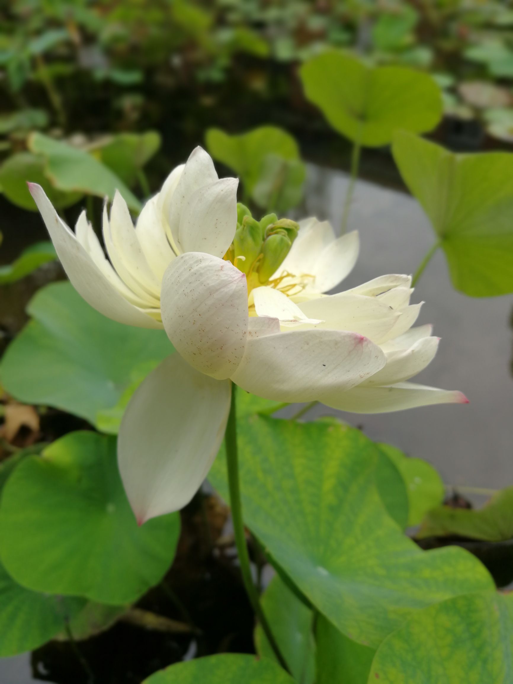 荷花的花期很长 能从五六月份一直开到九月下旬.