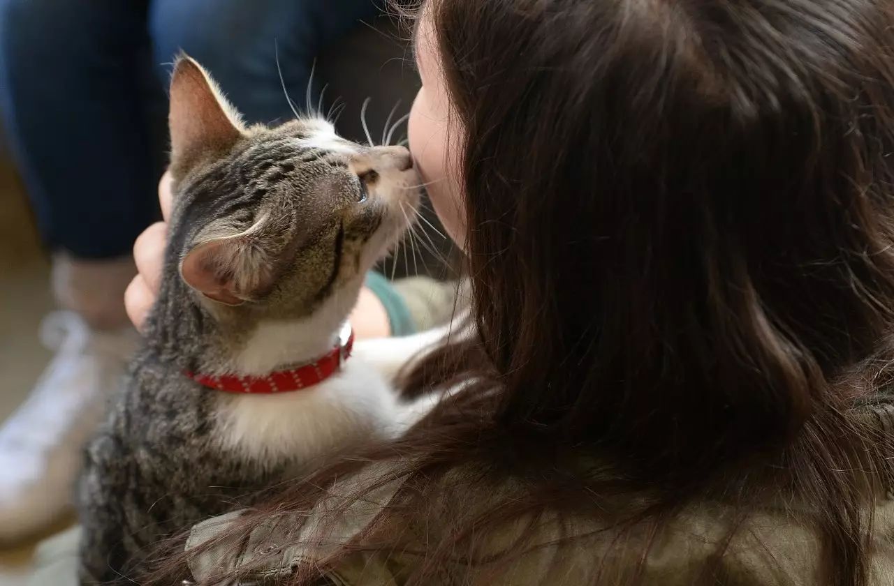 猫的人宠合照图片