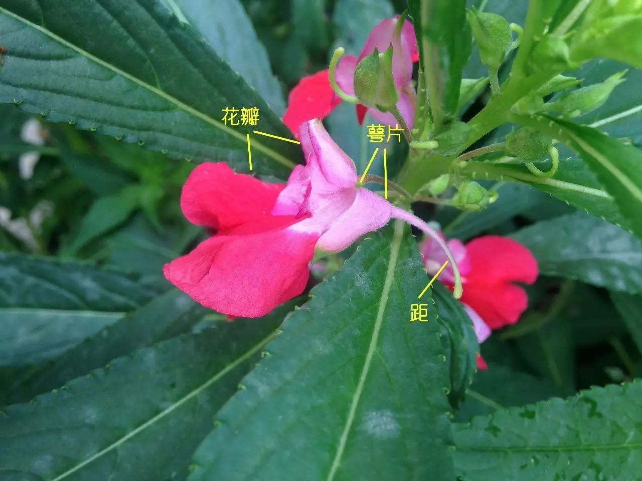 凤仙花的雄蕊的特征图片