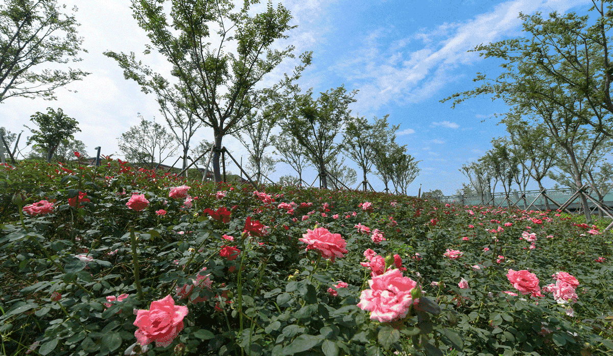 郑州双鹤公园图片