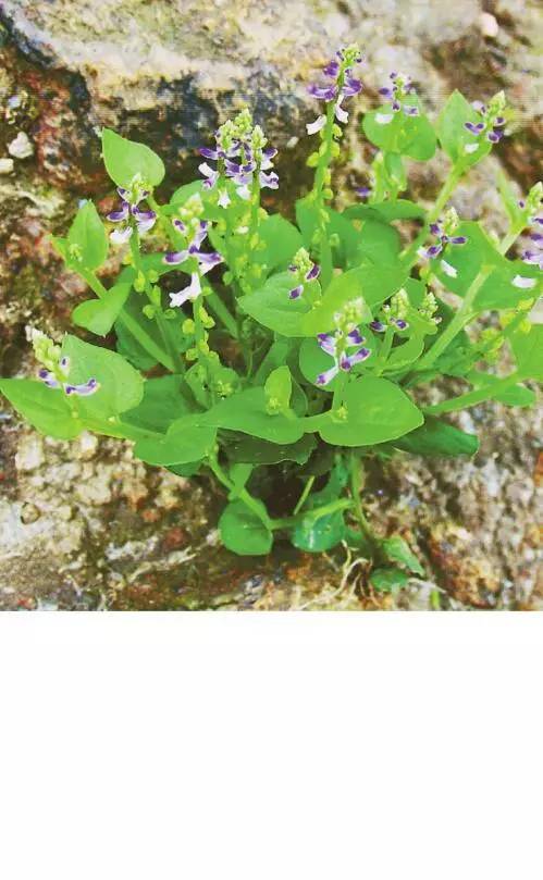 9月7日 齿果草 深圳植物日历