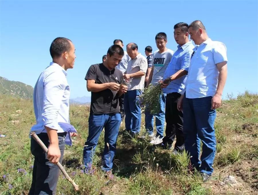 安国药材种植合作社图片