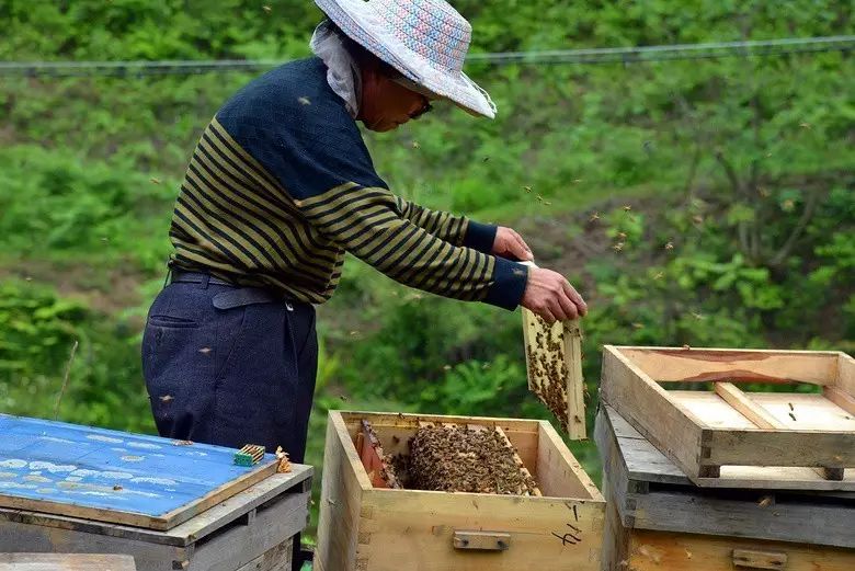 蜜蜂在辛勤酿蜜养蜂人在用心酿造自己的生活