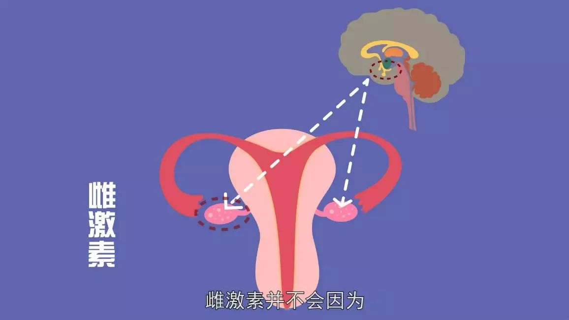 卵巢会和垂体与下丘脑一起调节雌激素分泌,让它维持在稳定的状态