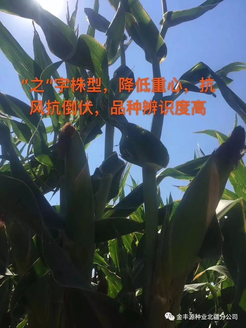 金丰捷501玉米图片