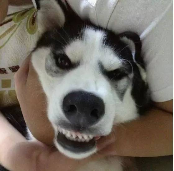 狗狗咬牙切齿表情包图片