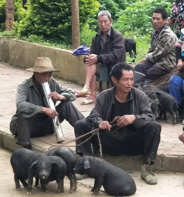 边吃水烟筒边买卖小猪