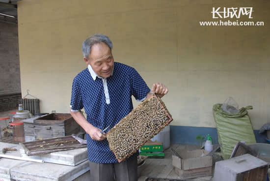 饶阳64岁蜂农自费办班授业甜蜜事业造福大家