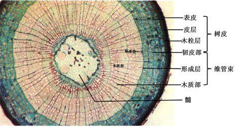那导管和筛管分别是什么呢?植物体内部无时无刻在进行着水分的运输