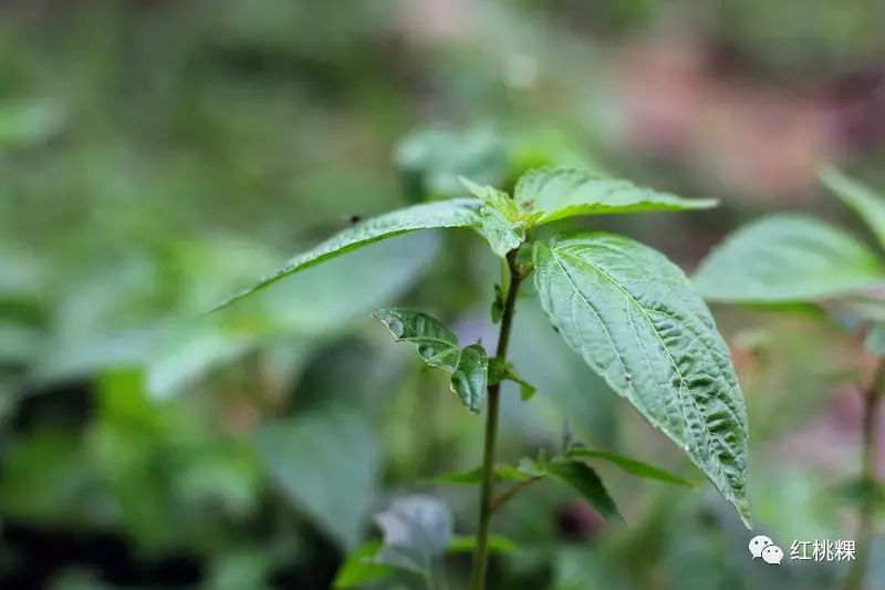 潮州青草药,你认识有几种?