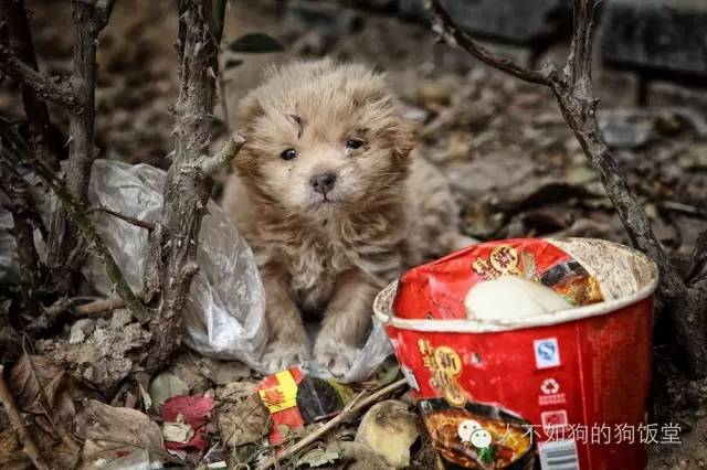 打死小狗崽图片