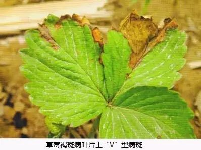 草莓常见病害高清图册 高发时期【汇总】