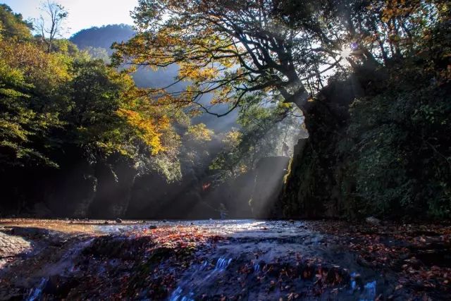 昭通彝良小草壩景區採購10輛旅遊觀光車~10月份對外開放