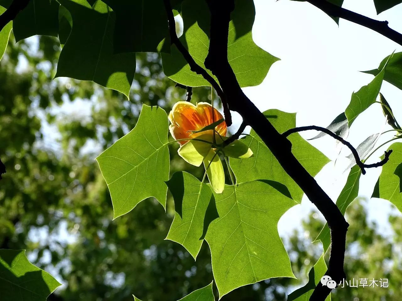 马褂木立面图手绘图片