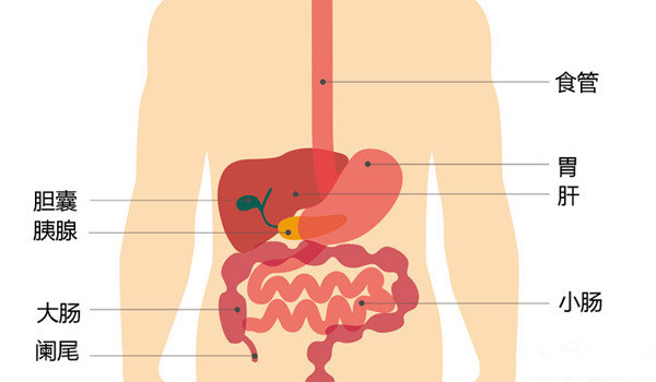 老人消化不良怎麼辦看看消化系統老化的那些事