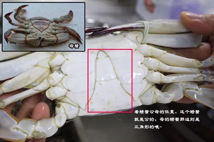 梭子蟹公母区分图片图片