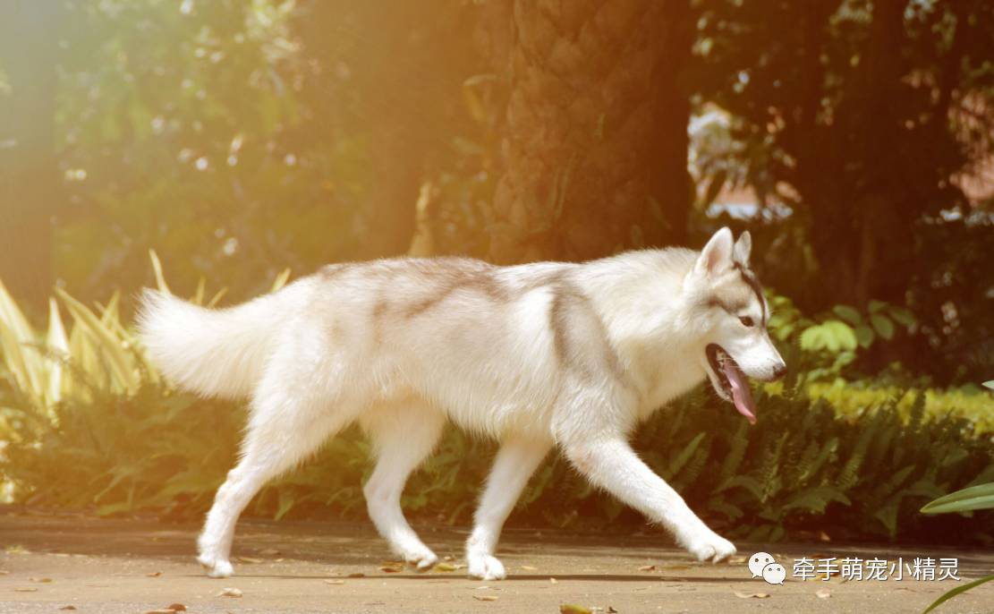 塞佩莱西伯利亚雪橇犬图片