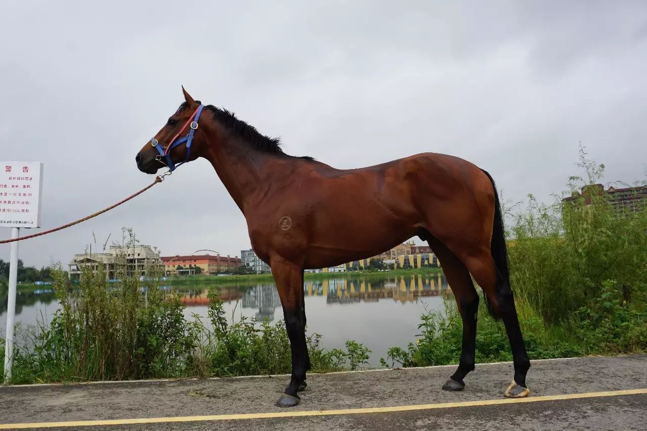 顺风 2013年 公 骝 纯血