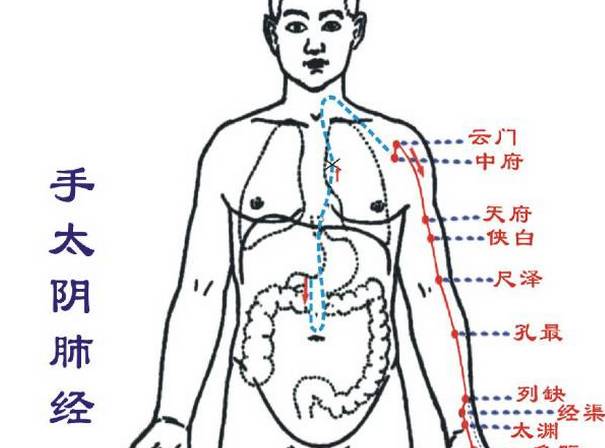 肺经位置图图片