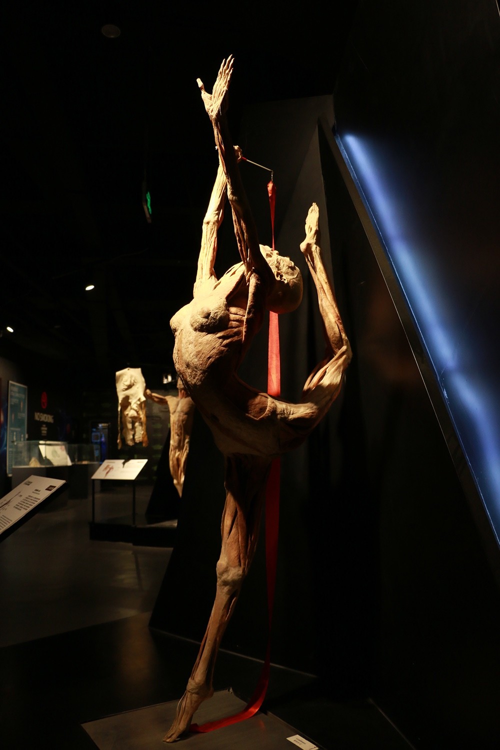 北京人体博物馆 身体图片