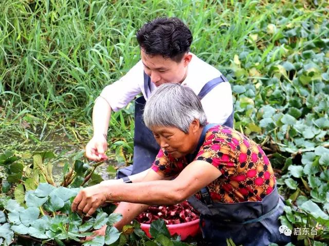 上海電視臺來啟東拍片了斬蘆稷挖香沙芋採紅菱好白相個