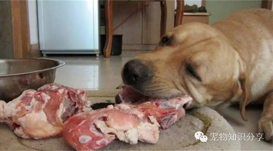 狗狗吃什么肉最健康营养?