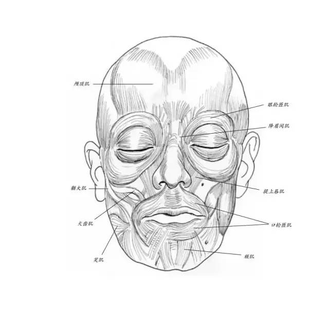 詳細的素描頭部與表情講解,最基礎的才是最重要的