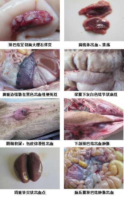 慢性猪瘟结肠病变图图片