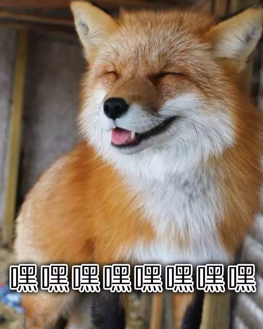 最近很火的狐狸表情图图片