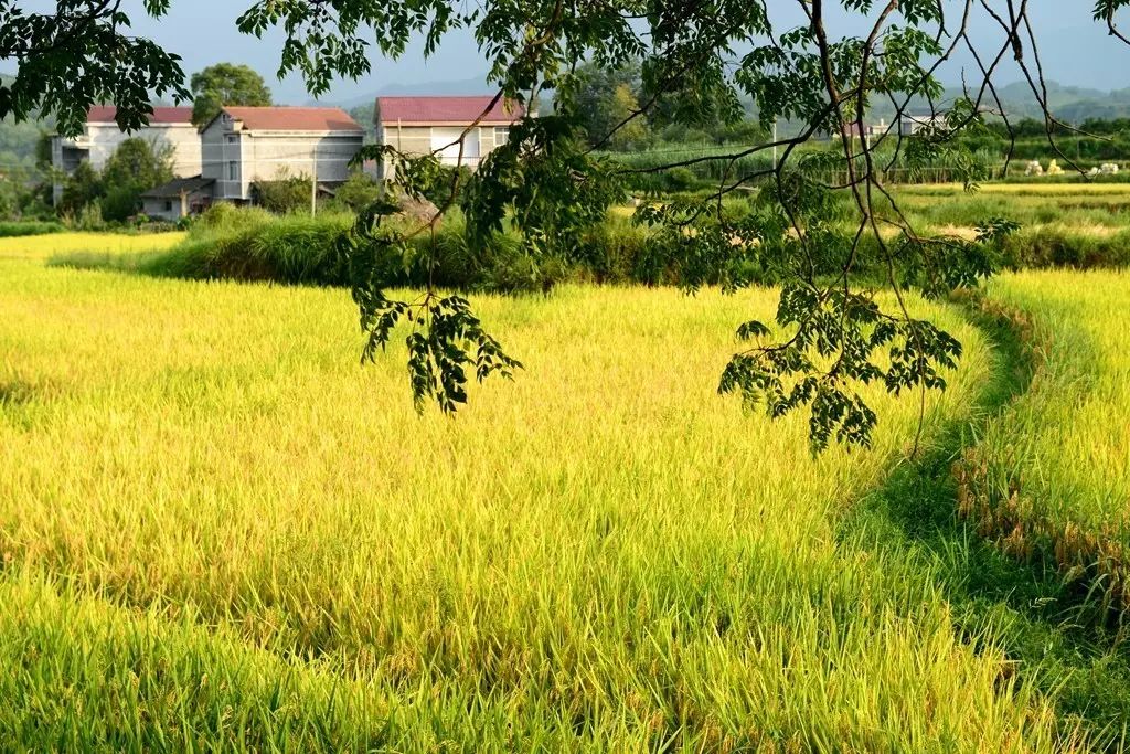 余干县舒家村图片