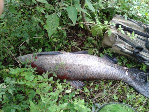 水庫釣獲大烏青, 一個人將其溜翻, 大山裡魚背不動