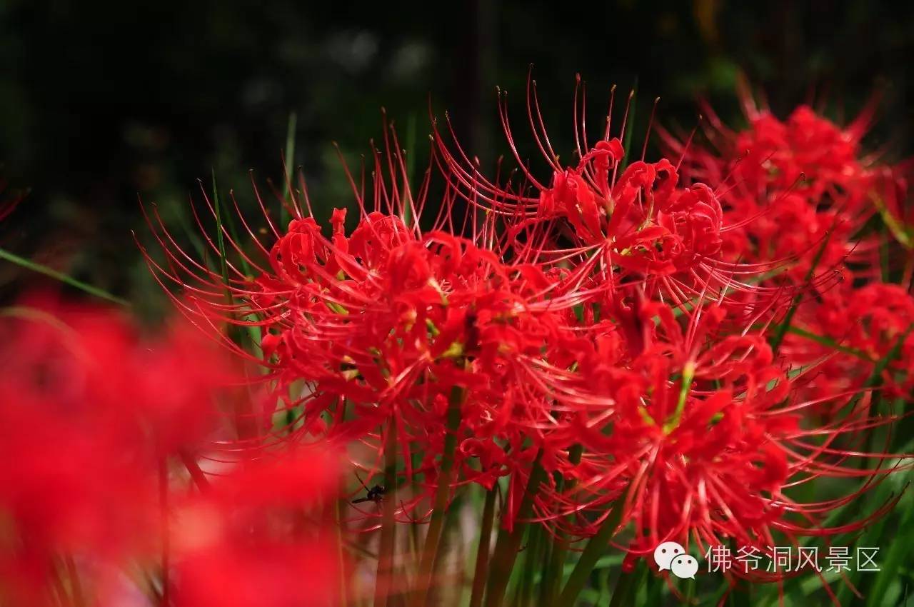 彼岸花象征着什么意思(彼岸花象征着什么意思啊)