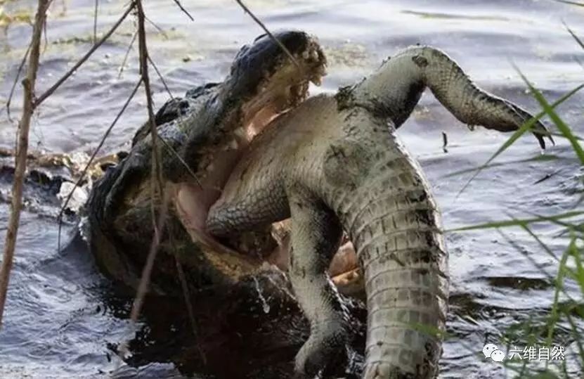 吸食鳄鱼的图片图片