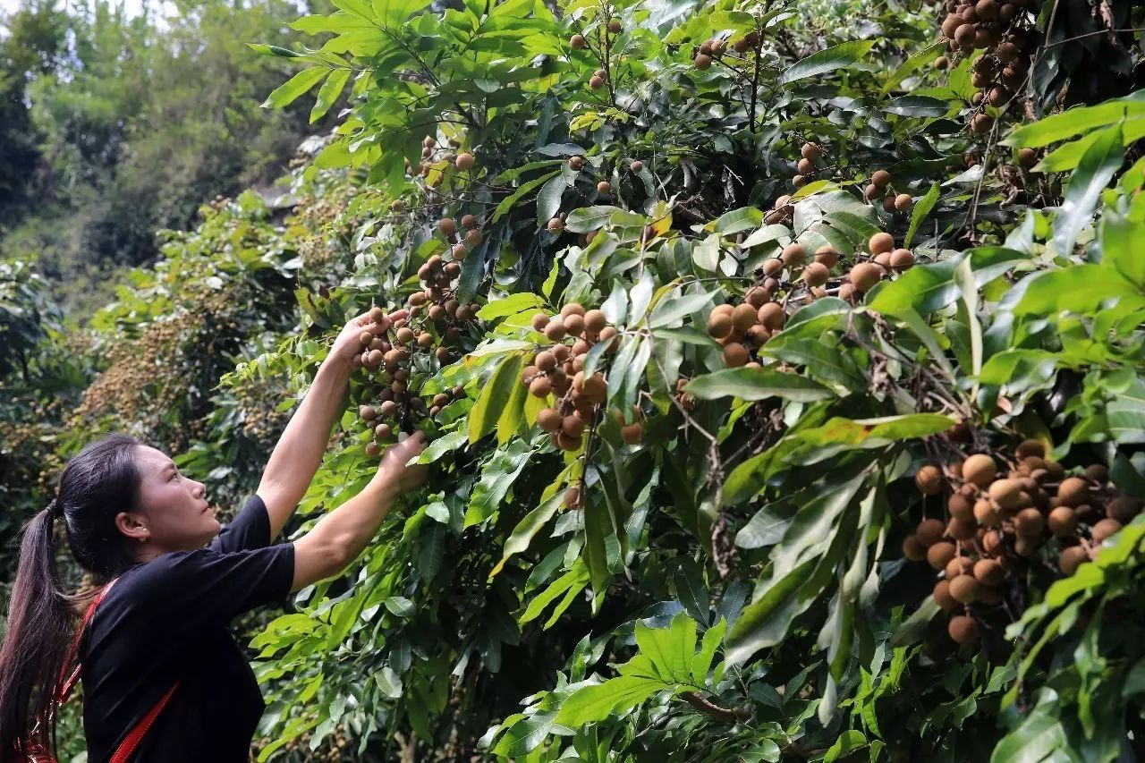 五眼果种植图片