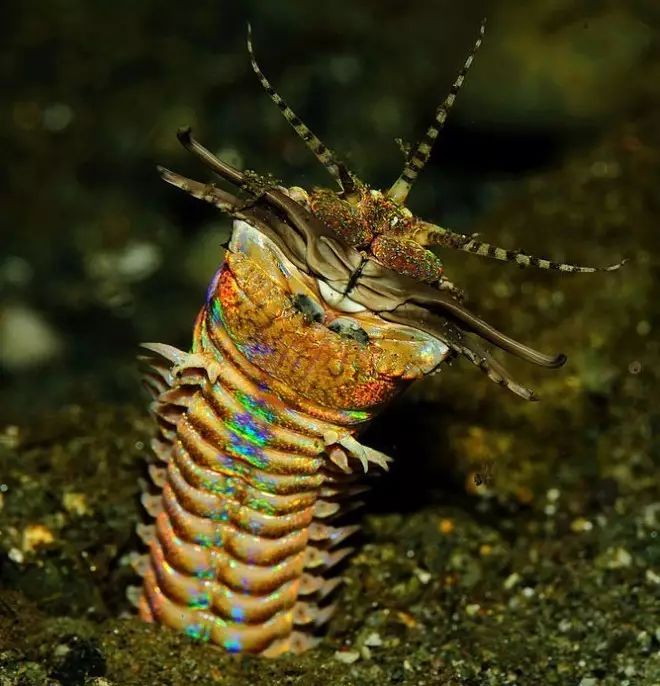 奇異生物:海底的一條彩虹色噩夢