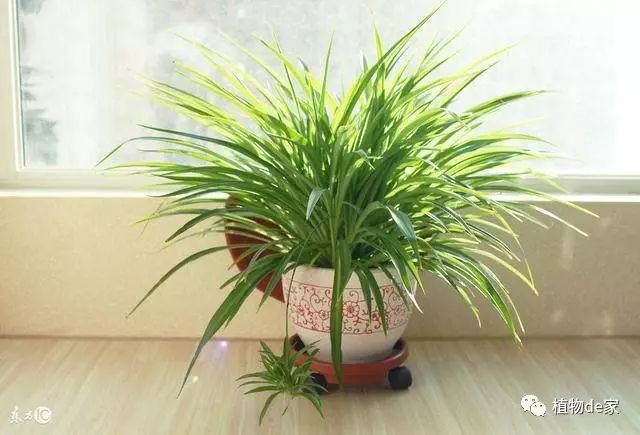 这10种室内植物盆栽超耐阴 还能净化空气 身边很多朋友都在养
