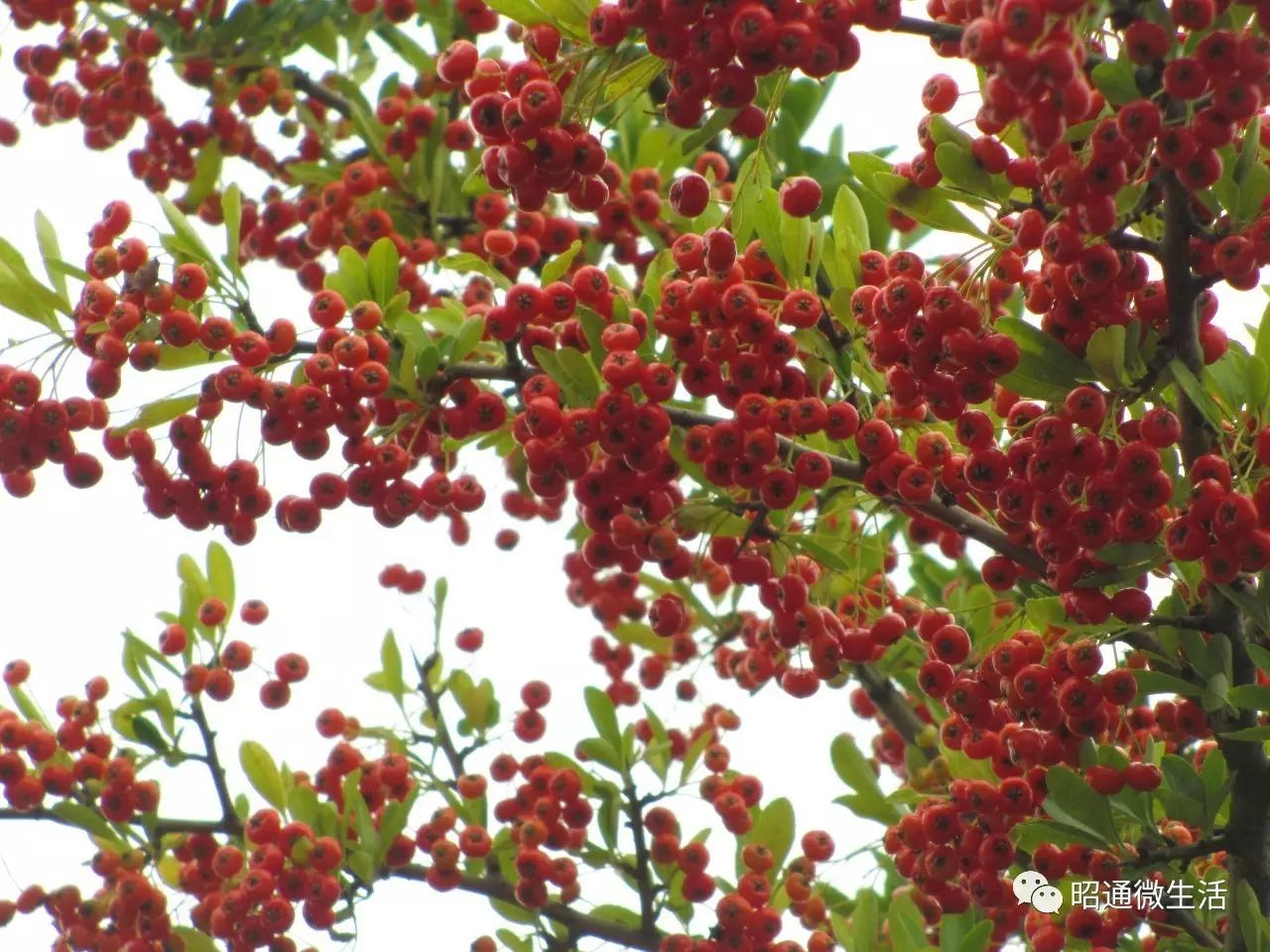 昭通的秋果子紅了!你們知道它名字叫什麼嗎?