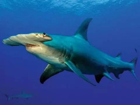 硬背侏儒鲨鱼图片