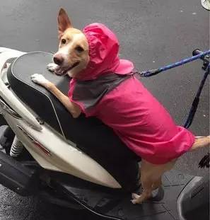 狗骑电动车表情包图片