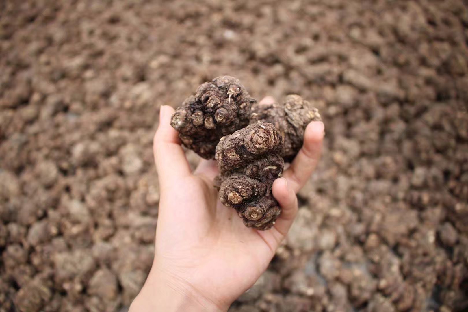 川芎产能过剩,为何难挡农户种植热情?