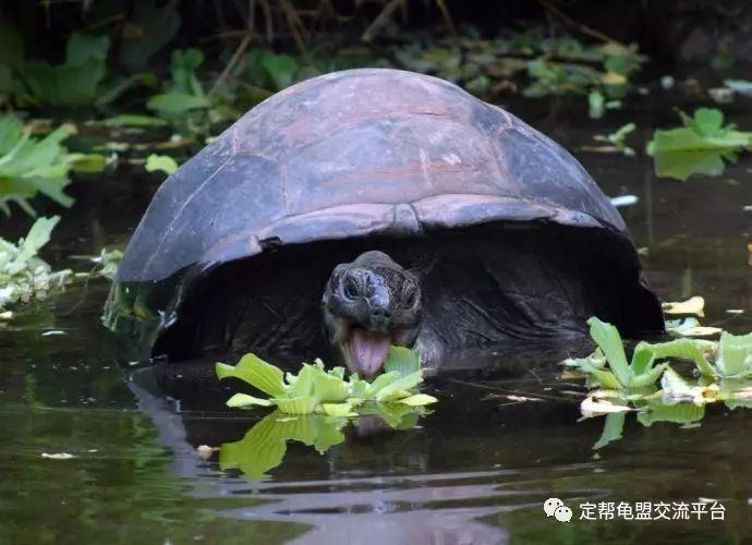 龜龜圖欣賞