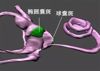 2 椭圆囊和球囊的功能