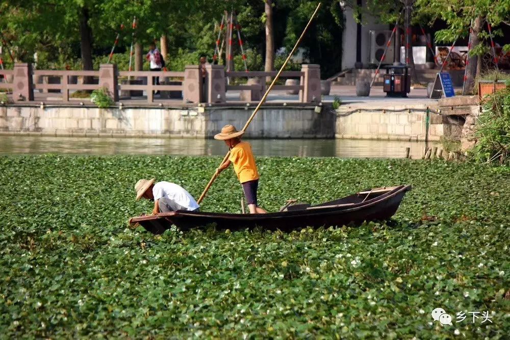 立秋过后的江南味道,温婉水乡的舌尖记忆采红菱,带你回过往小时光