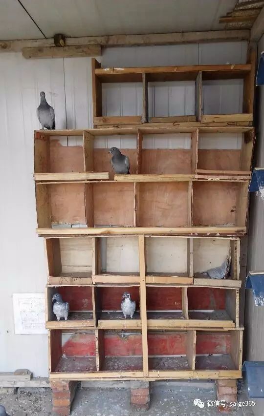 木板自制鸽子窝图图片