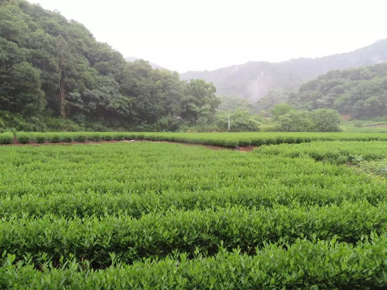 金年会【茶世界】中国红茶之旅（9） 杭州十大名茶中的唯一红茶——九曲红梅(图2)